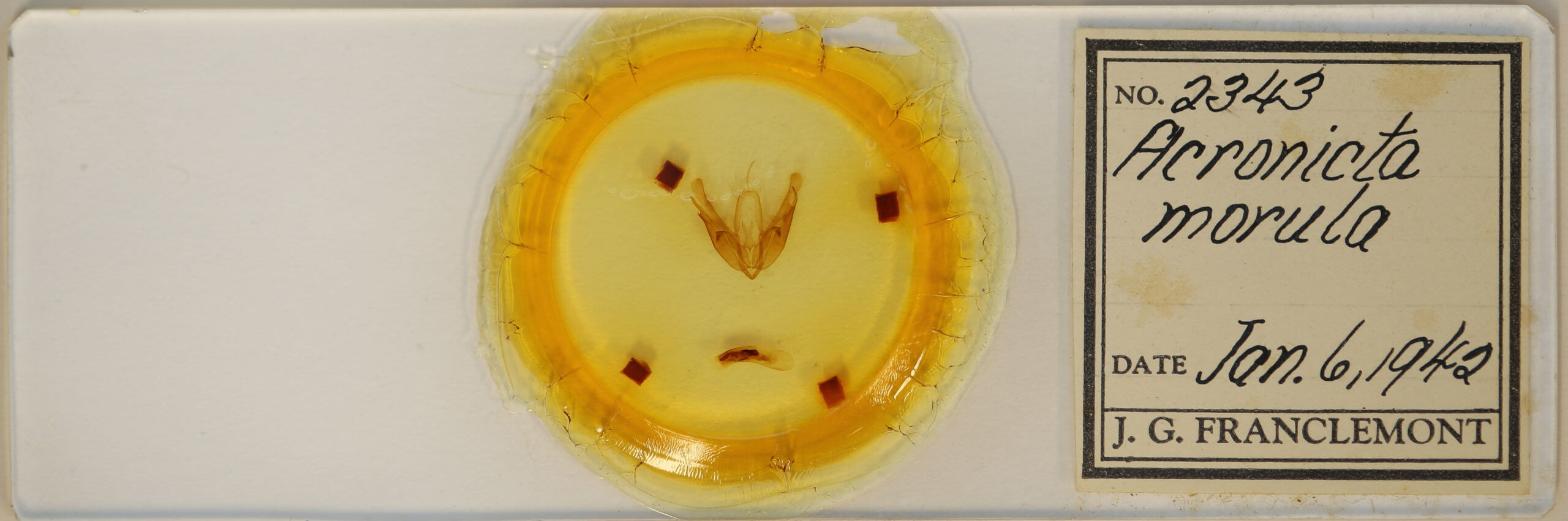 slide view of adult Acronicta morula