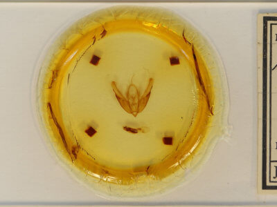 slide view of adult Acronicta hasta