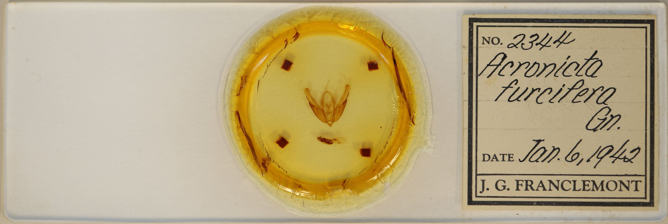 slide view of adult Acronicta hasta