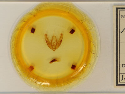 slide view of adult Acronicta hasta