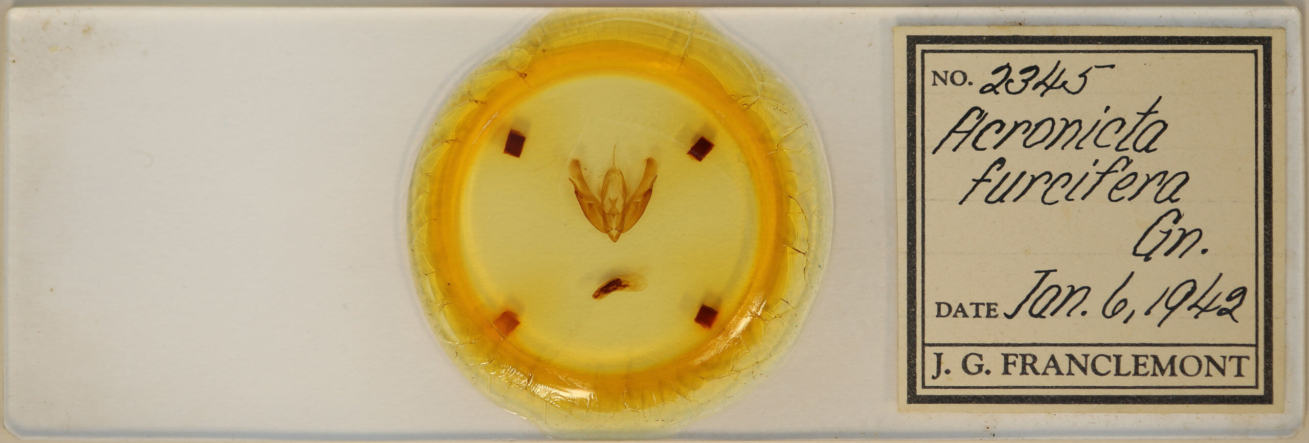 slide view of adult Acronicta hasta