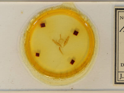slide view of adult Xestia dilucida