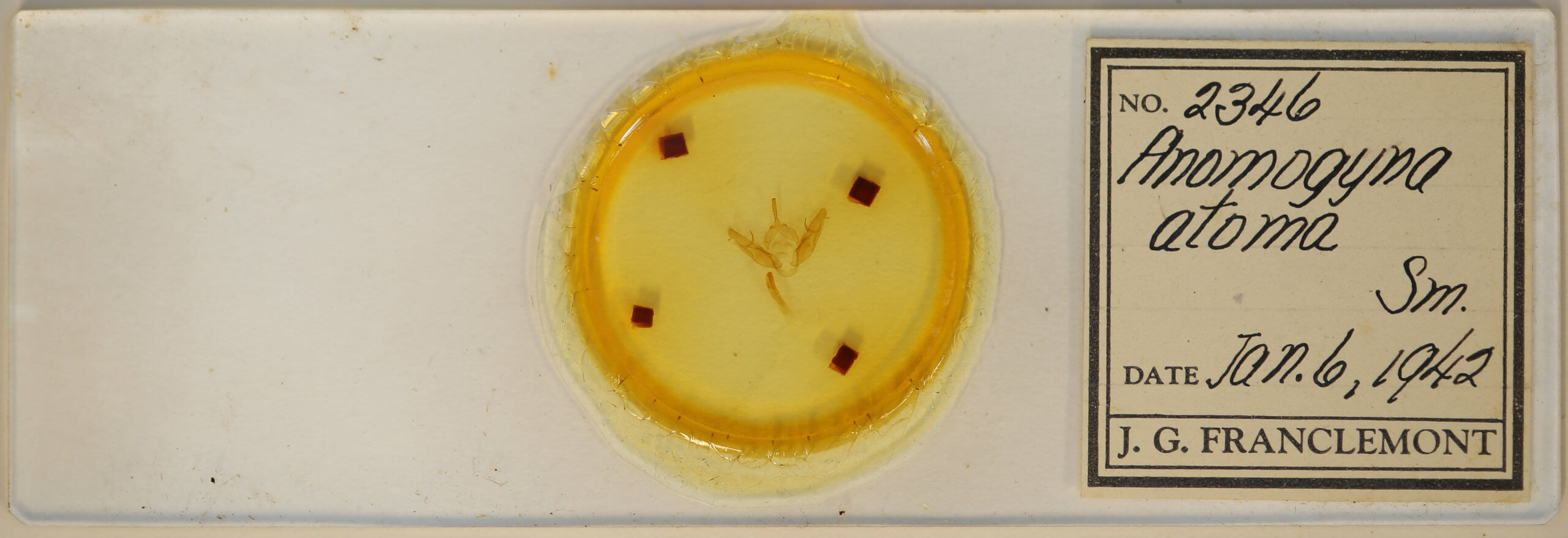 slide view of adult Xestia dilucida