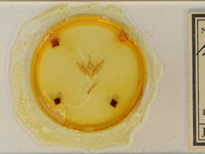 slide view of adult Xestia dilucida