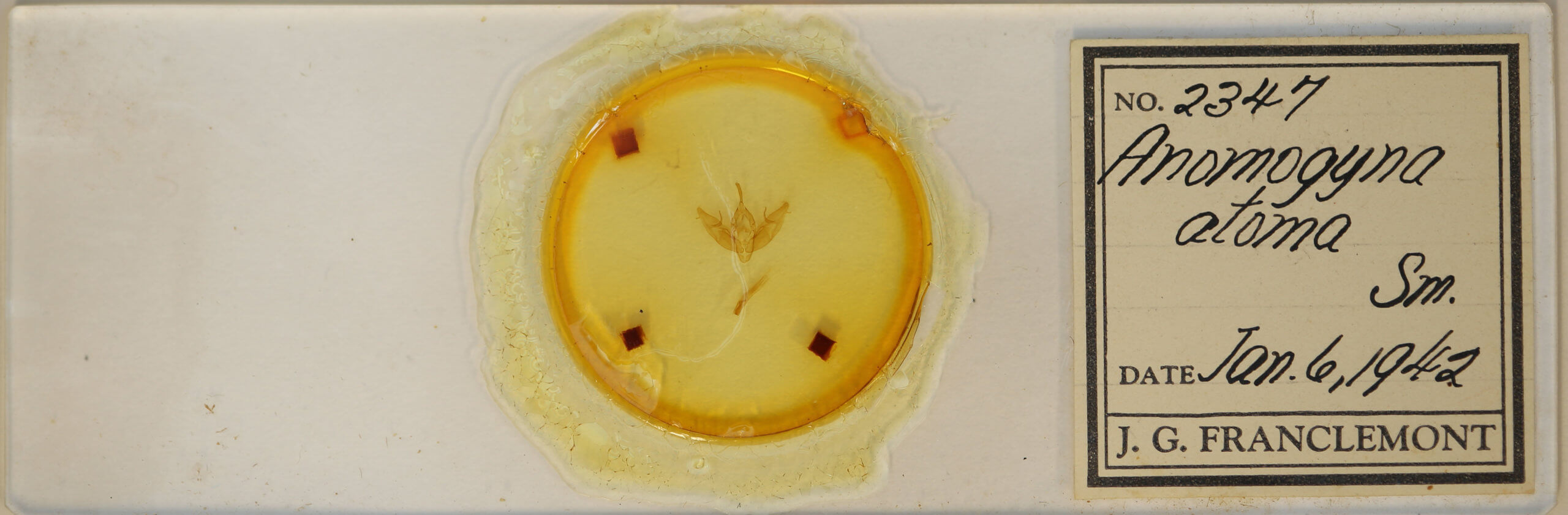 slide view of adult Xestia dilucida