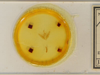 slide view of adult Xestia dilucida