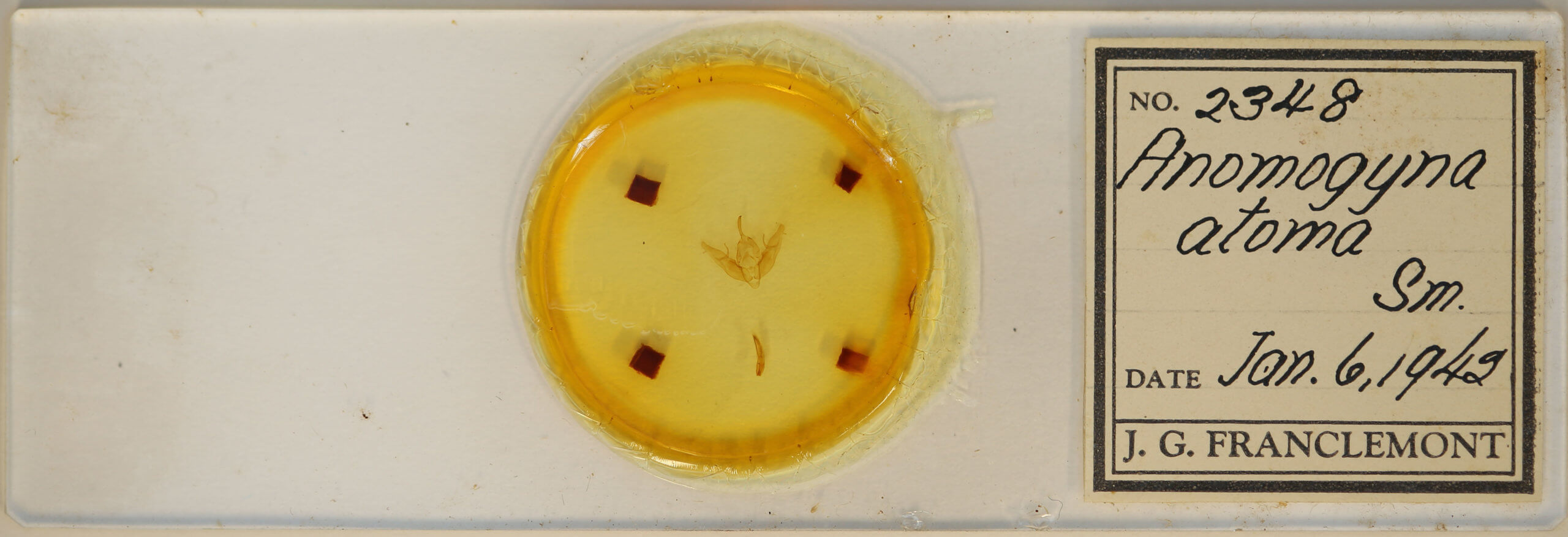 slide view of adult Xestia dilucida