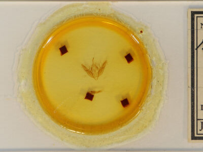 slide view of adult Xestia dilucida