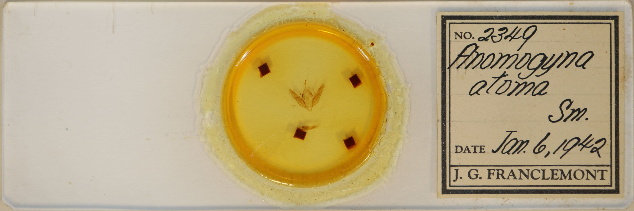 slide view of adult Xestia dilucida