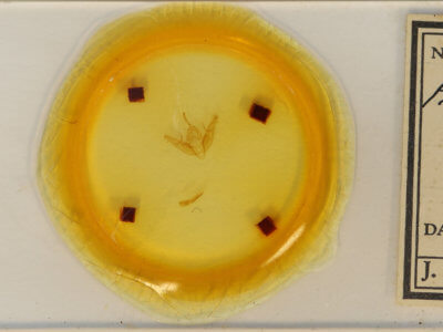 slide view of adult Xestia dilucida