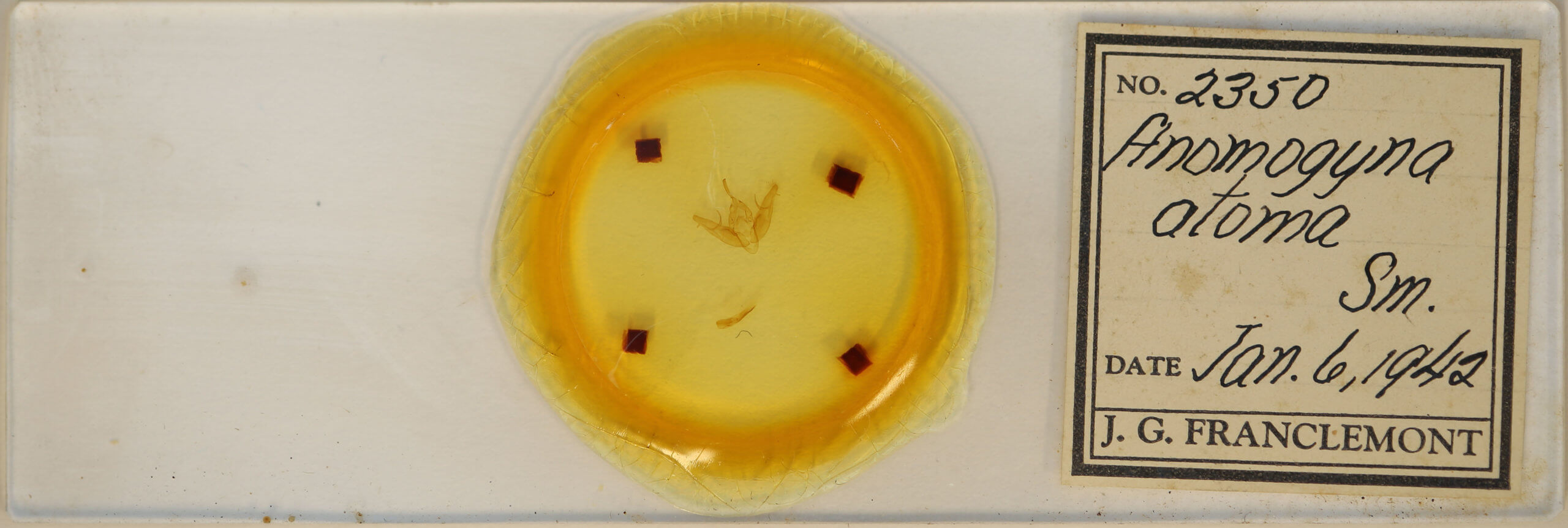 slide view of adult Xestia dilucida