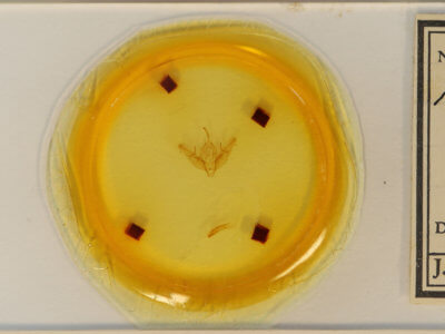 slide view of adult Xestia dilucida