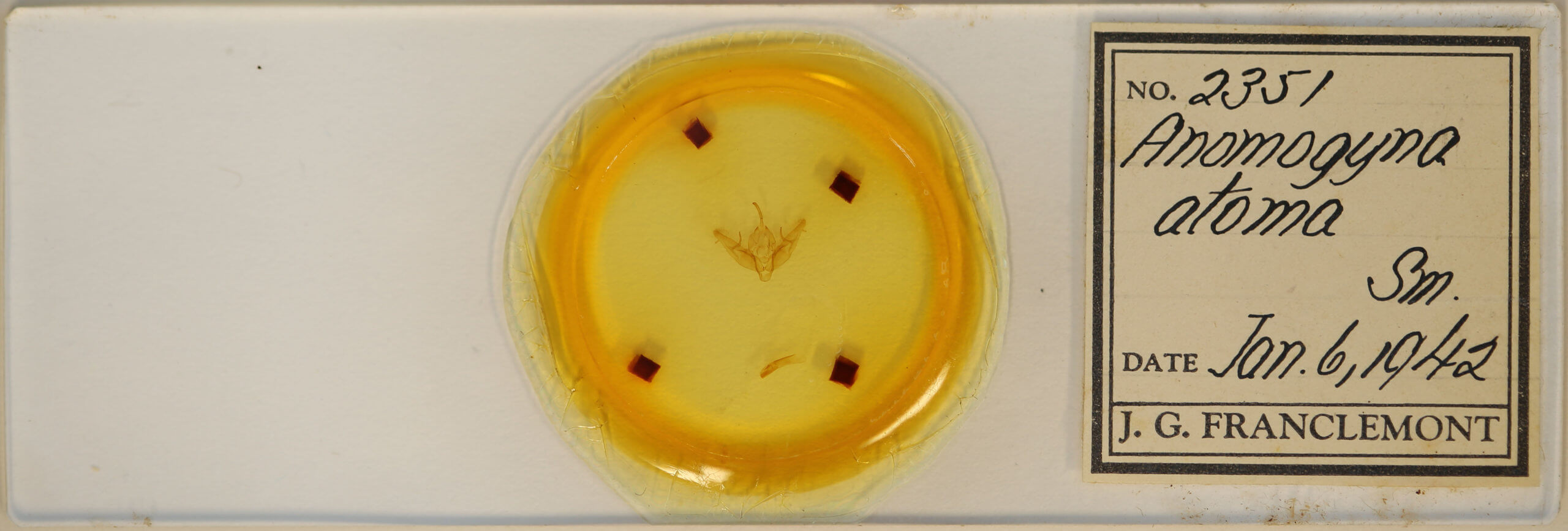 slide view of adult Xestia dilucida