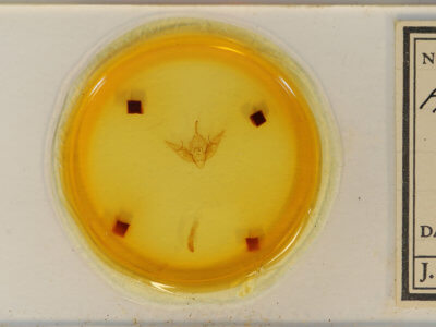 slide view of adult Xestia dilucida