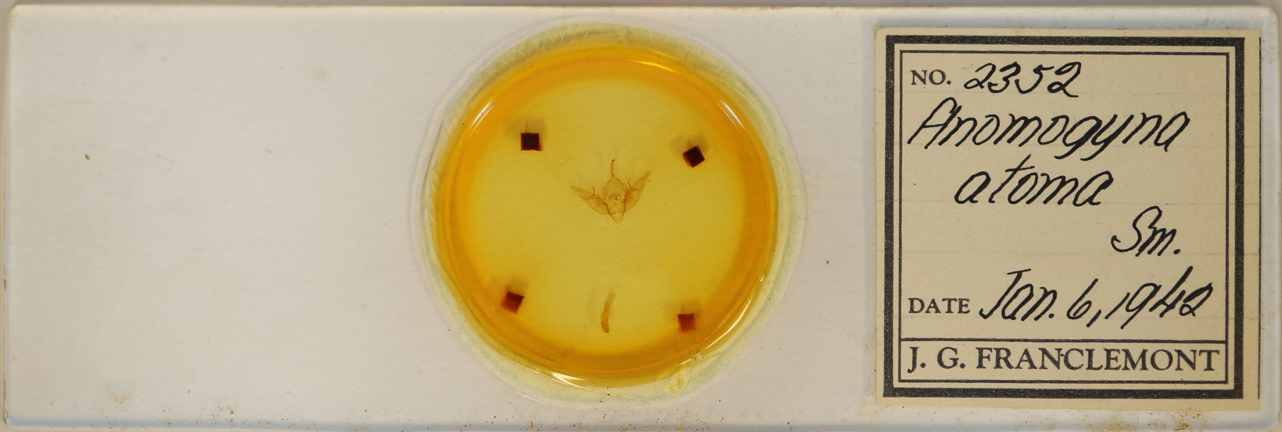 slide view of adult Xestia dilucida