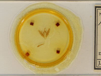 slide view of adult Xestia dilucida