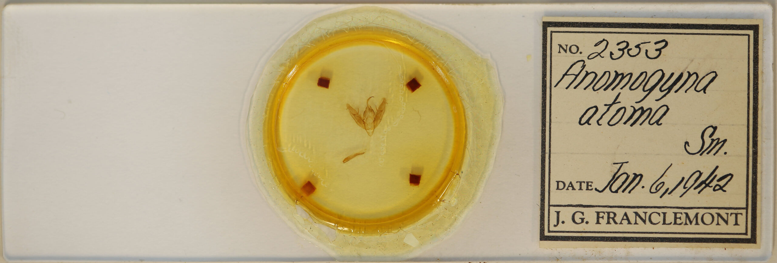 slide view of adult Xestia dilucida