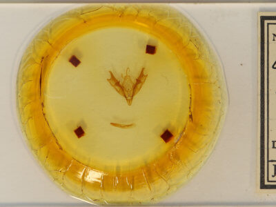 slide view of adult Coenophila opacifrons