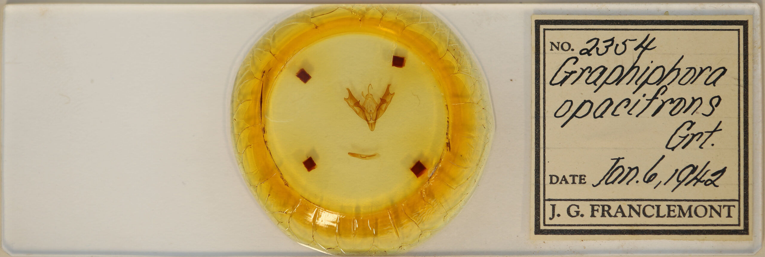 slide view of adult Coenophila opacifrons