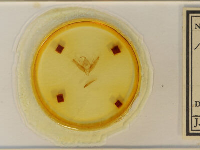 slide view of adult Xestia dilucida