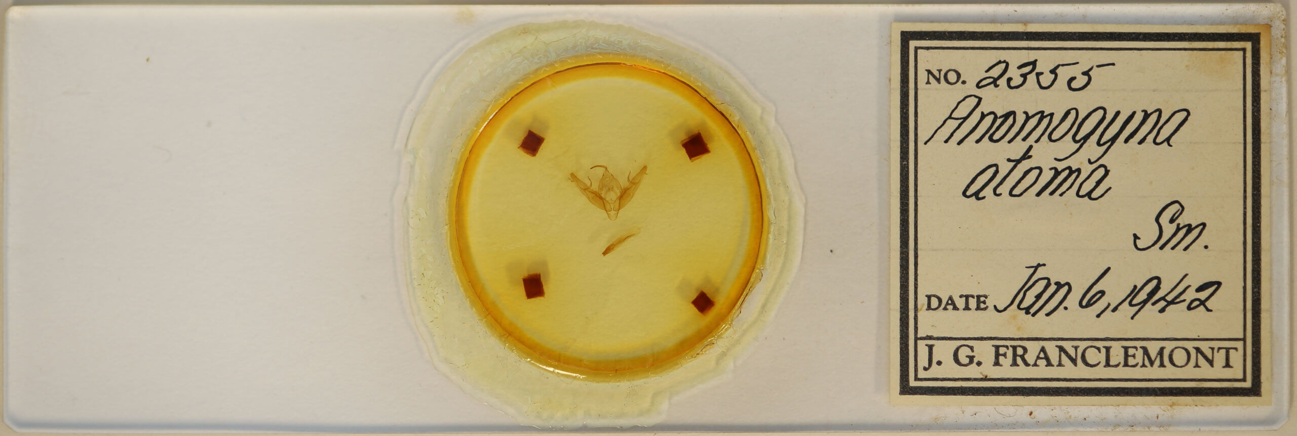 slide view of adult Xestia dilucida