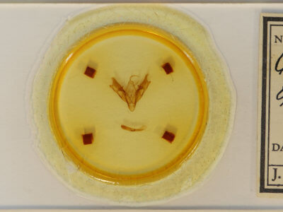 slide view of adult Coenophila opacifrons