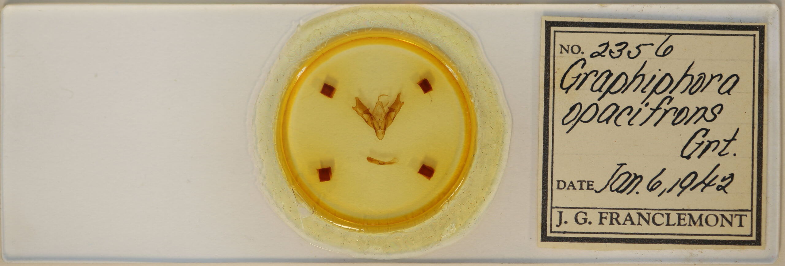 slide view of adult Coenophila opacifrons