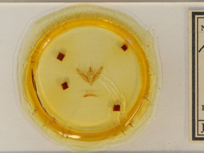 slide view of adult Xestia dilucida