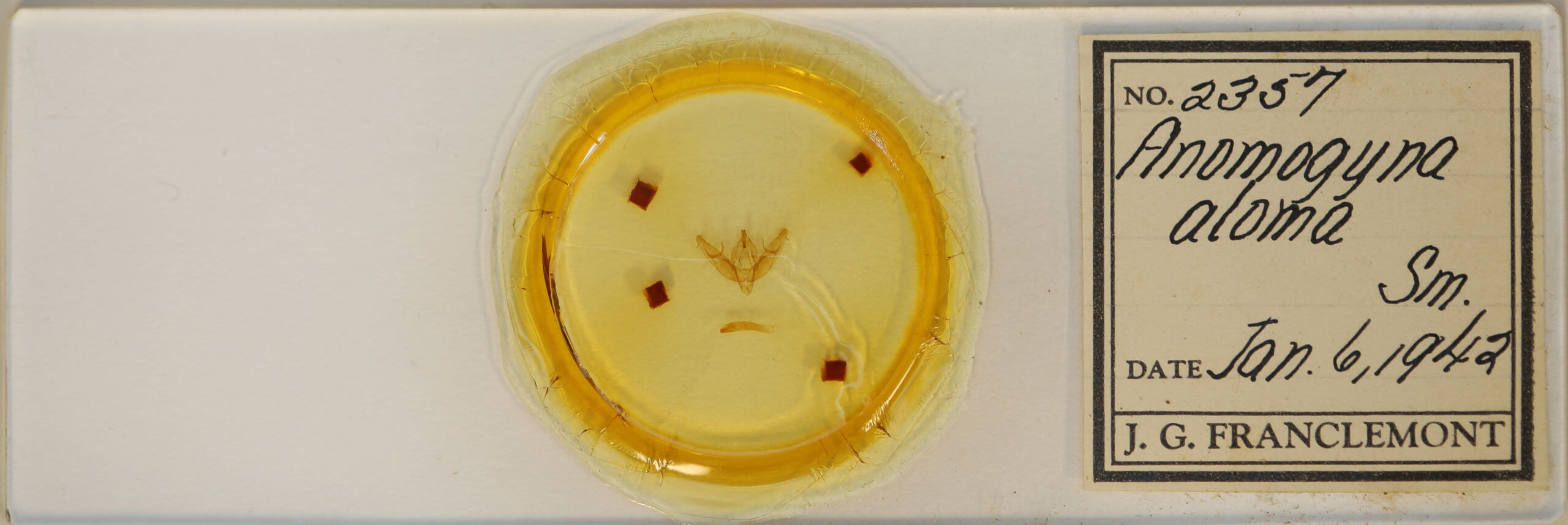 slide view of adult Xestia dilucida