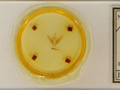 slide view of adult Xestia dilucida