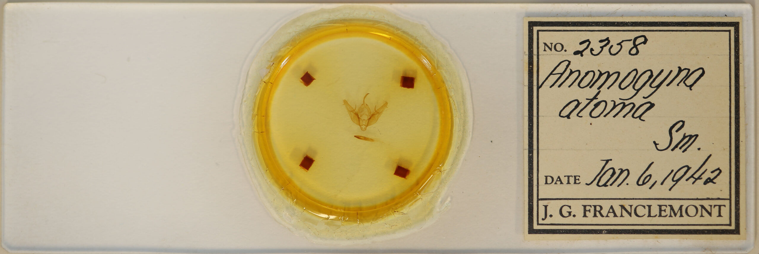 slide view of adult Xestia dilucida