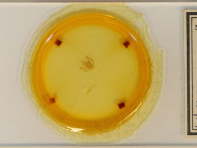 slide view of adult Lambdina fervidaria athasaria