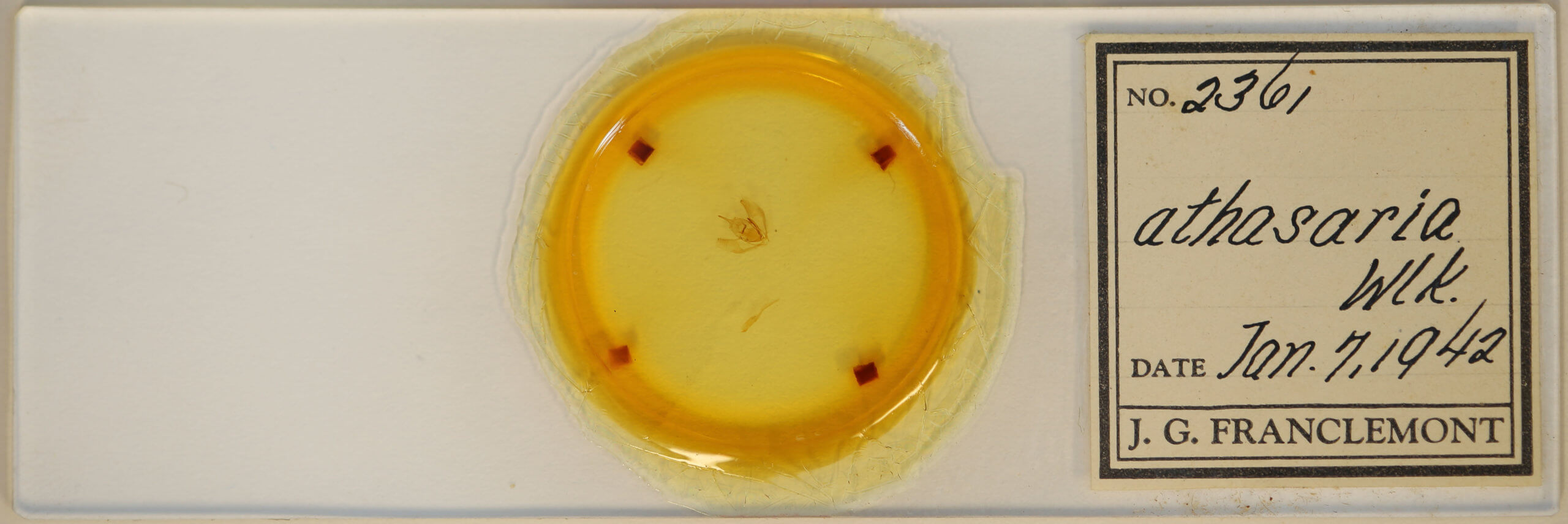 slide view of adult Lambdina fervidaria athasaria