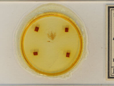 slide view of adult Lambdina fervidaria athasaria