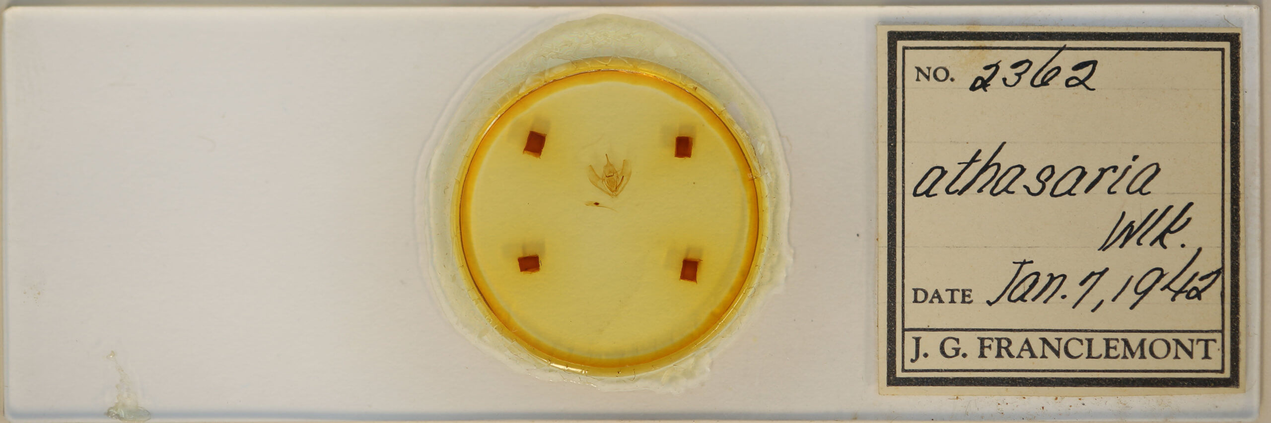 slide view of adult Lambdina fervidaria athasaria