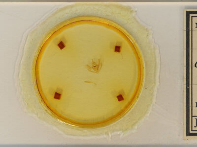 slide view of adult Lambdina fervidaria athasaria