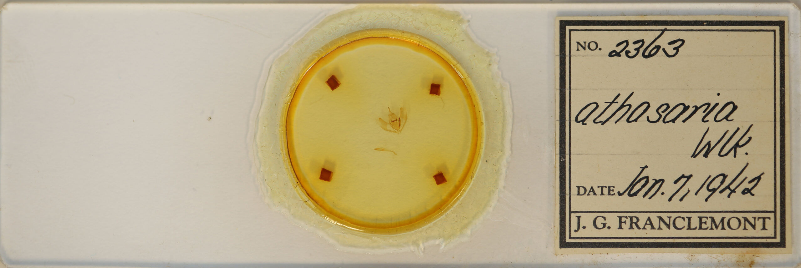 slide view of adult Lambdina fervidaria athasaria