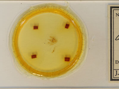 slide view of adult Lambdina fervidaria athasaria