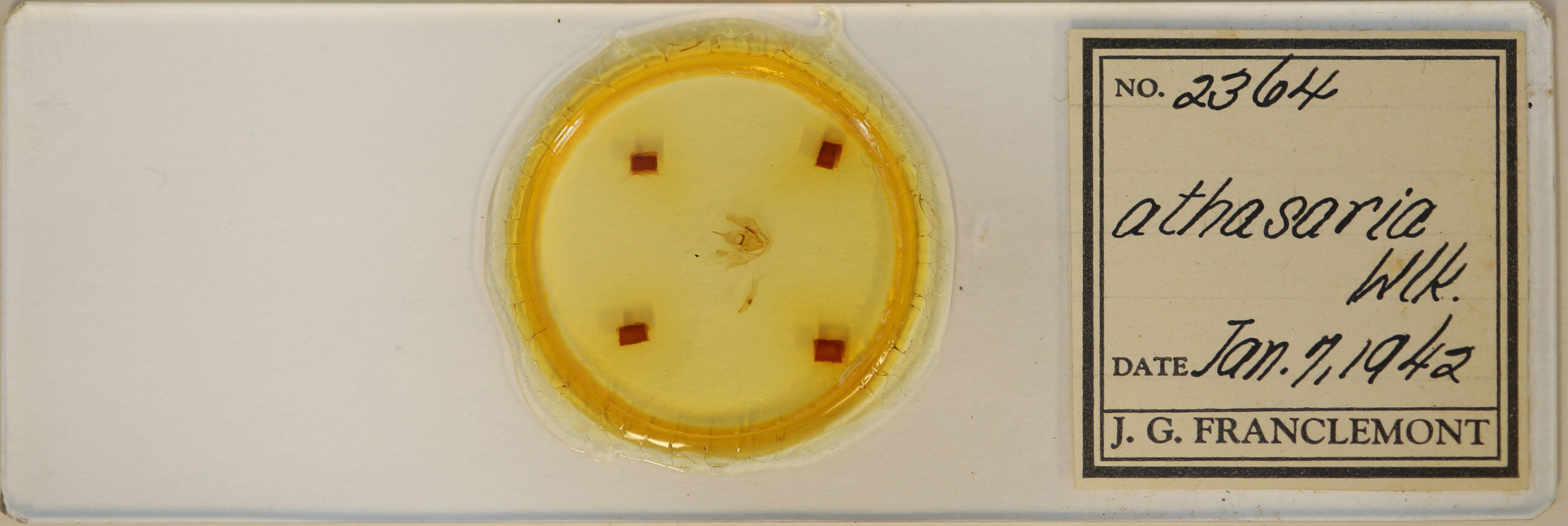 slide view of adult Lambdina fervidaria athasaria