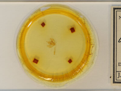 slide view of adult Lambdina fervidaria athasaria