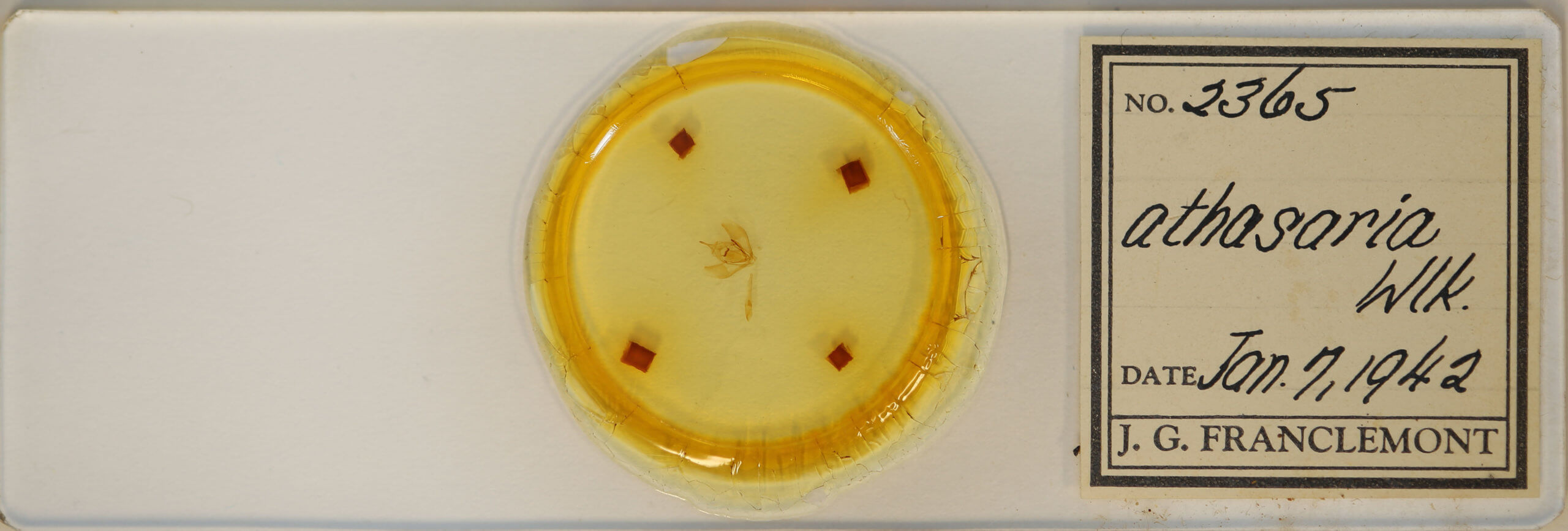 slide view of adult Lambdina fervidaria athasaria