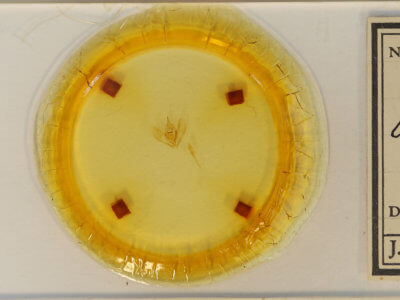 slide view of adult Lambdina fervidaria athasaria