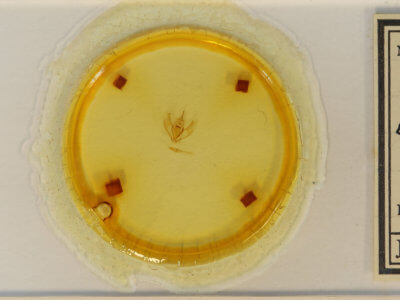 slide view of adult Lambdina fervidaria athasaria