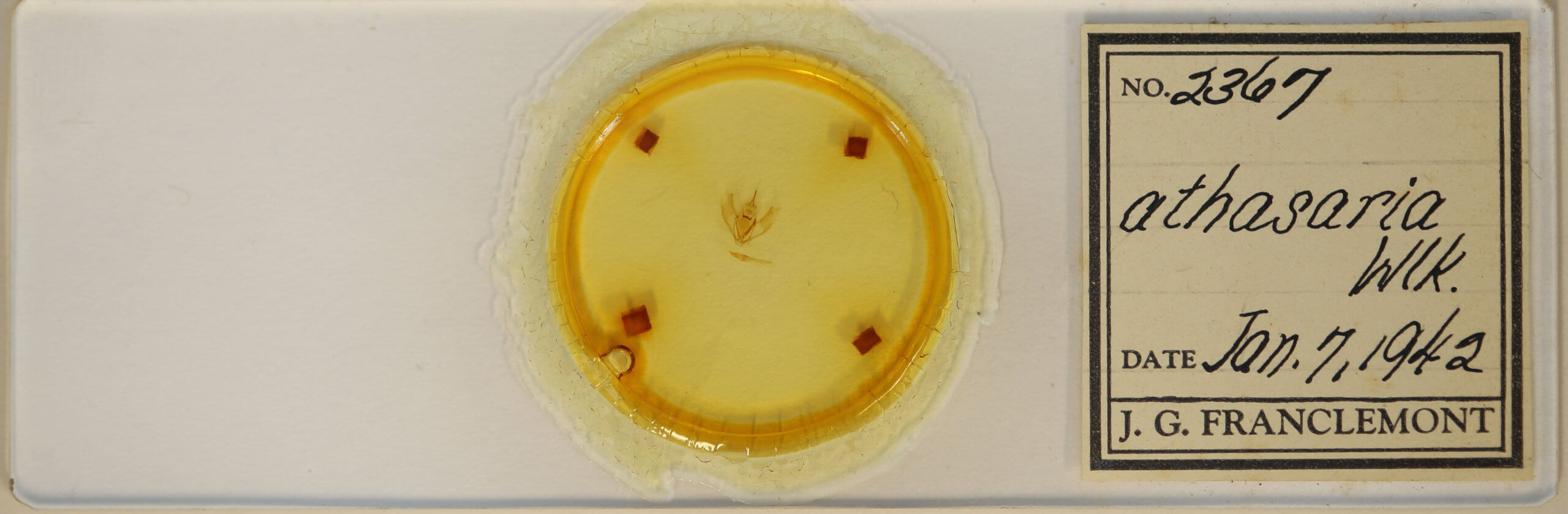 slide view of adult Lambdina fervidaria athasaria