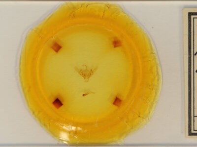 slide view of adult Abrostola urentis