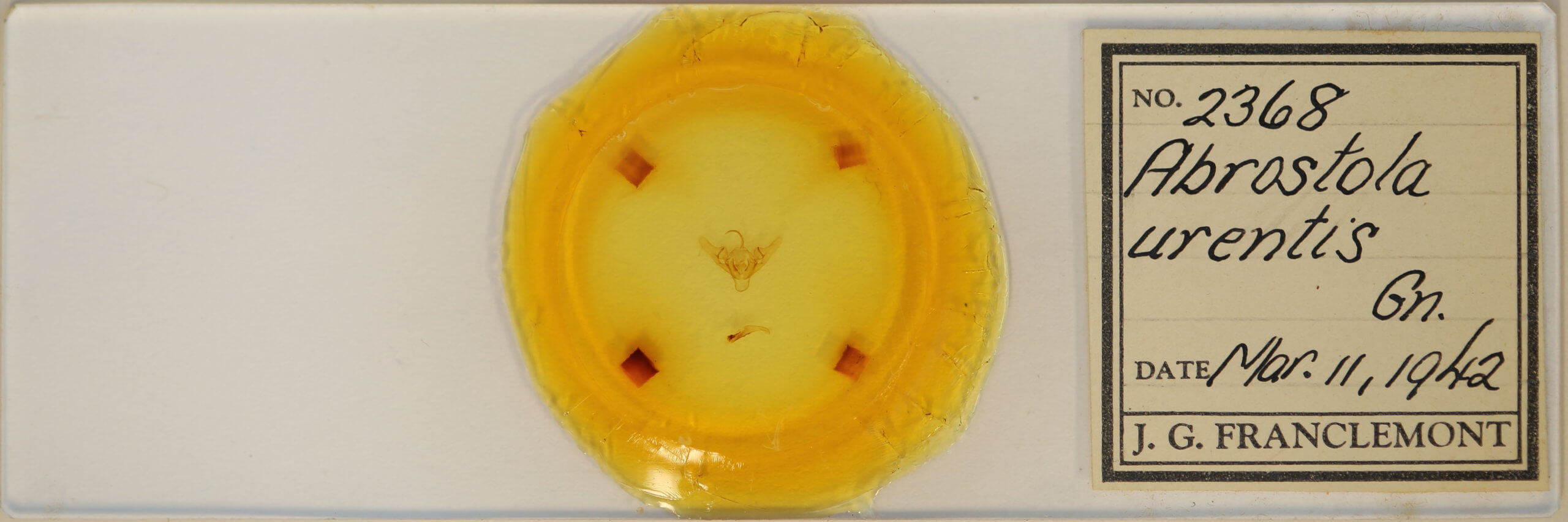 slide view of adult Abrostola urentis