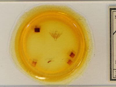 slide view of adult Abrostola urentis