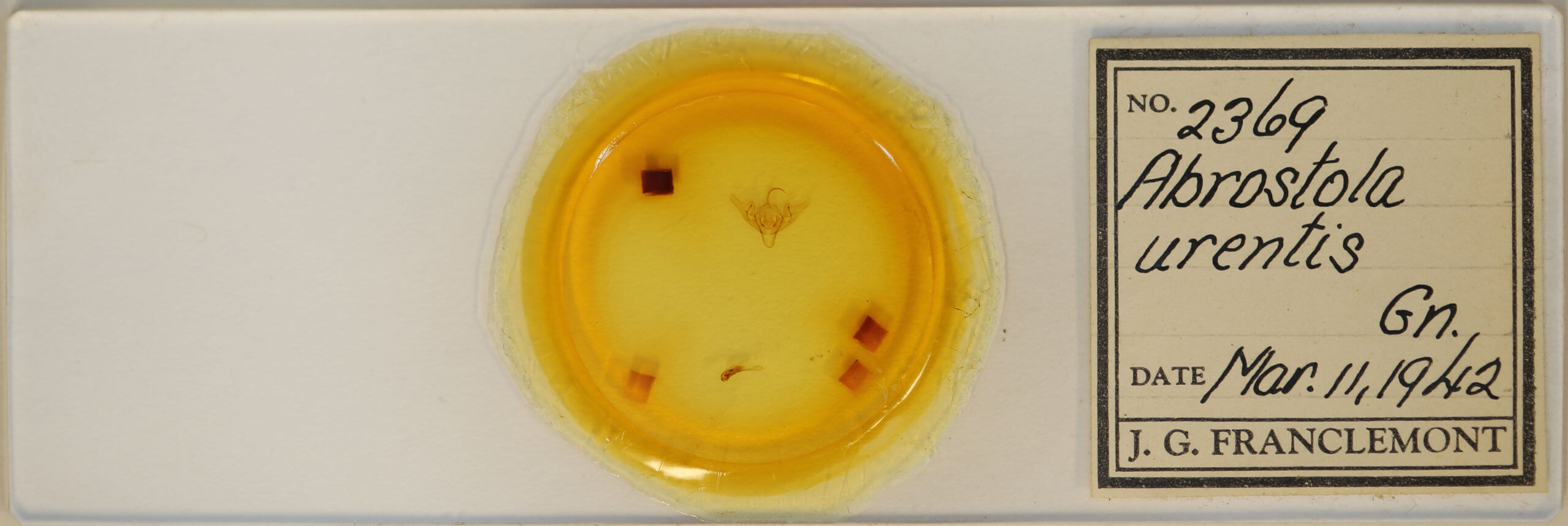 slide view of adult Abrostola urentis