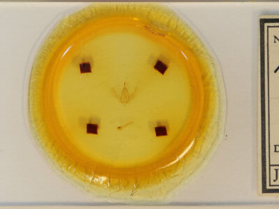 slide view of adult Megalographa biloba