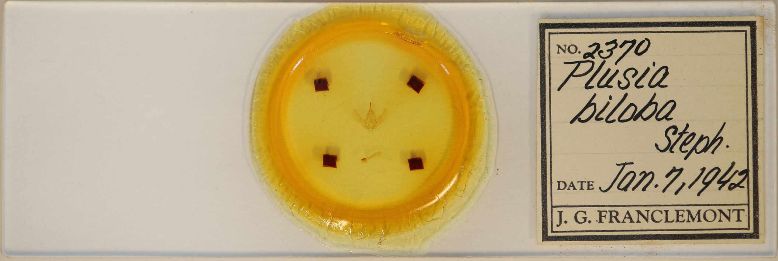 slide view of adult Megalographa biloba